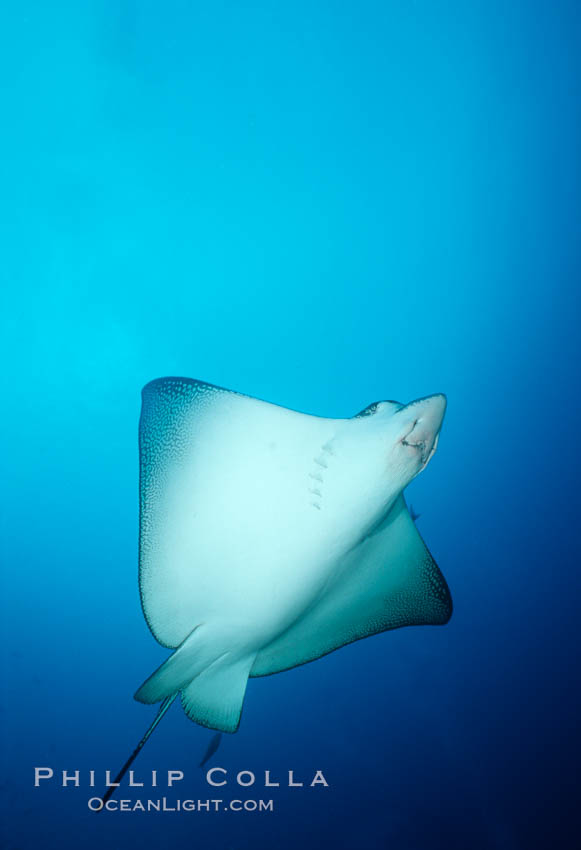 Spotted eagle ray. Galapagos Islands, Ecuador, Aetobatus narinari, natural history stock photograph, photo id 05004