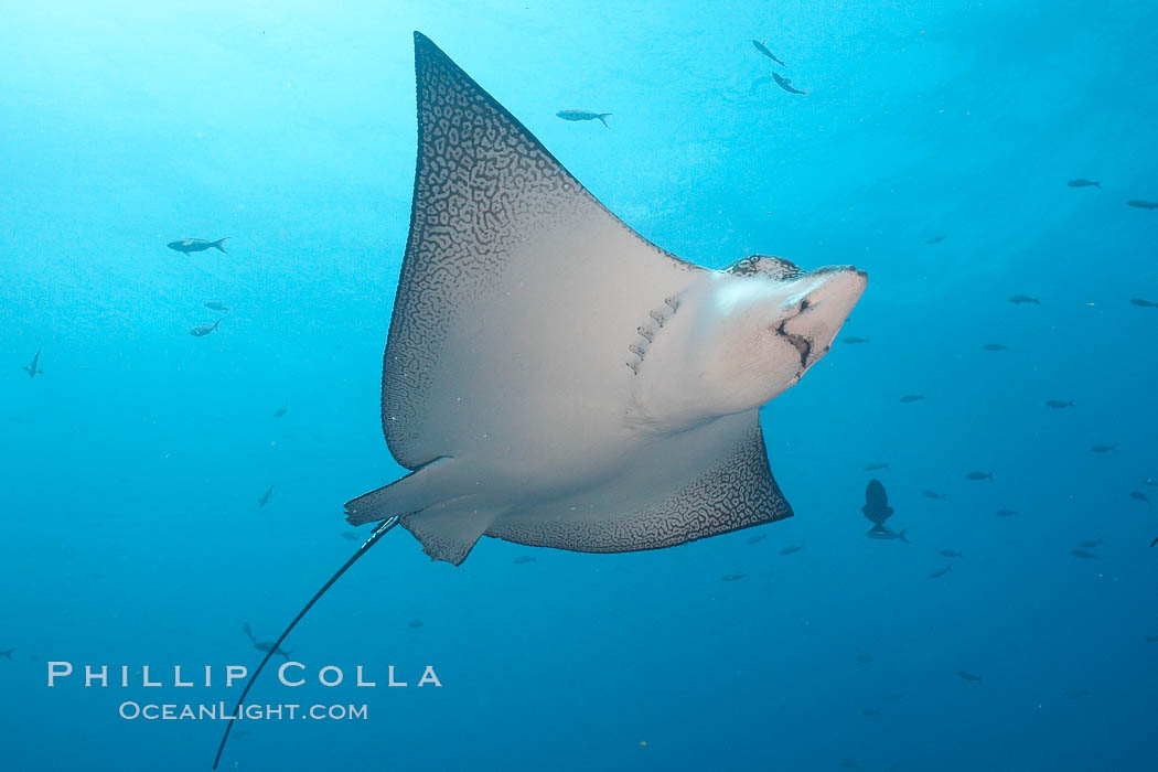 Spotted eagle ray. Wolf Island, Galapagos Islands, Ecuador, Aetobatus narinari, natural history stock photograph, photo id 16332