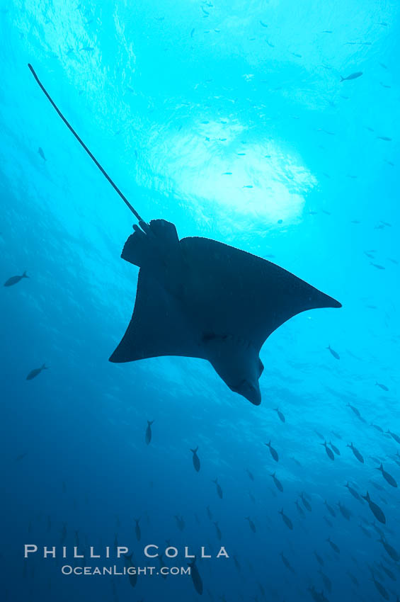 Spotted eagle ray. Wolf Island, Galapagos Islands, Ecuador, Aetobatus narinari, natural history stock photograph, photo id 16336