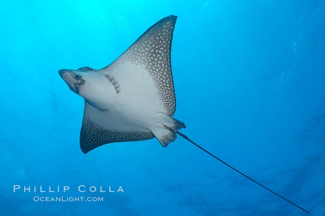 Spotted eagle ray. Wolf Island, Galapagos Islands, Ecuador, Aetobatus narinari, natural history stock photograph, photo id 16340