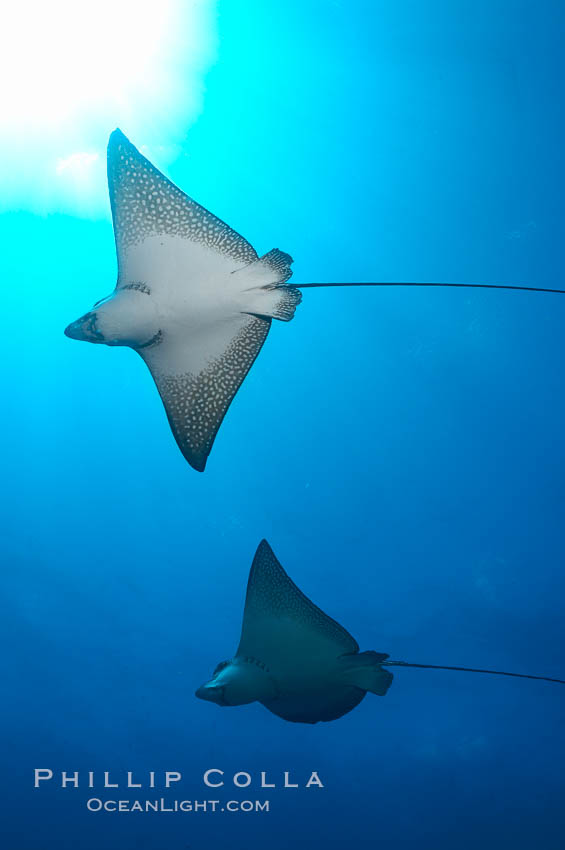 Spotted eagle rays. Wolf Island, Galapagos Islands, Ecuador, Aetobatus narinari, natural history stock photograph, photo id 16344