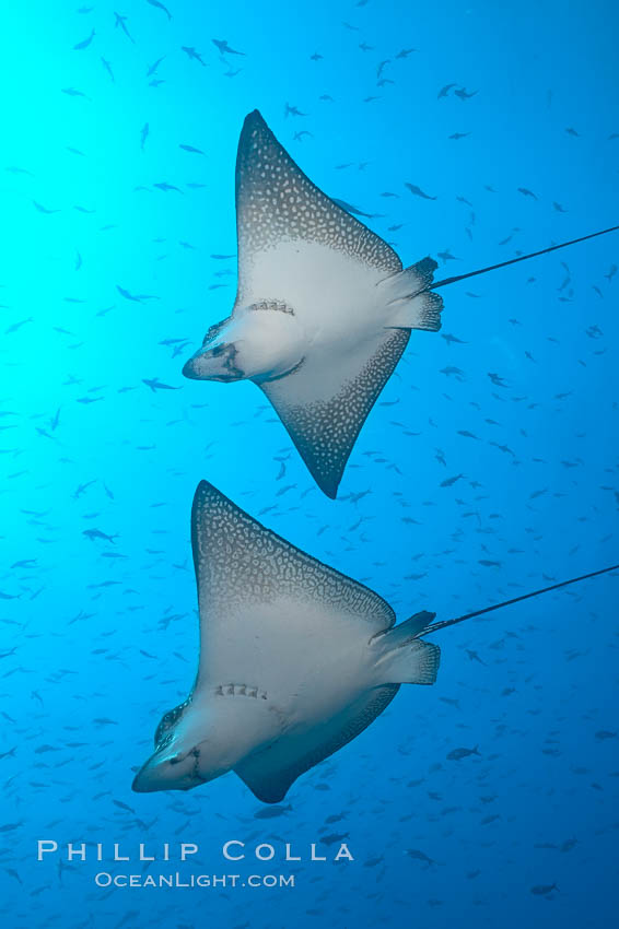 Spotted eagle rays. Wolf Island, Galapagos Islands, Ecuador, Aetobatus narinari, natural history stock photograph, photo id 16331