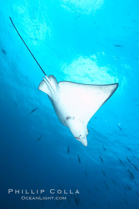 Spotted eagle ray. Wolf Island, Galapagos Islands, Ecuador, Aetobatus narinari, natural history stock photograph, photo id 16335