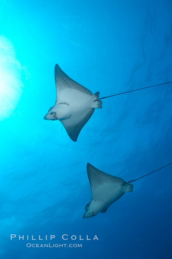 Spotted eagle rays. Wolf Island, Galapagos Islands, Ecuador, Aetobatus narinari, natural history stock photograph, photo id 16339