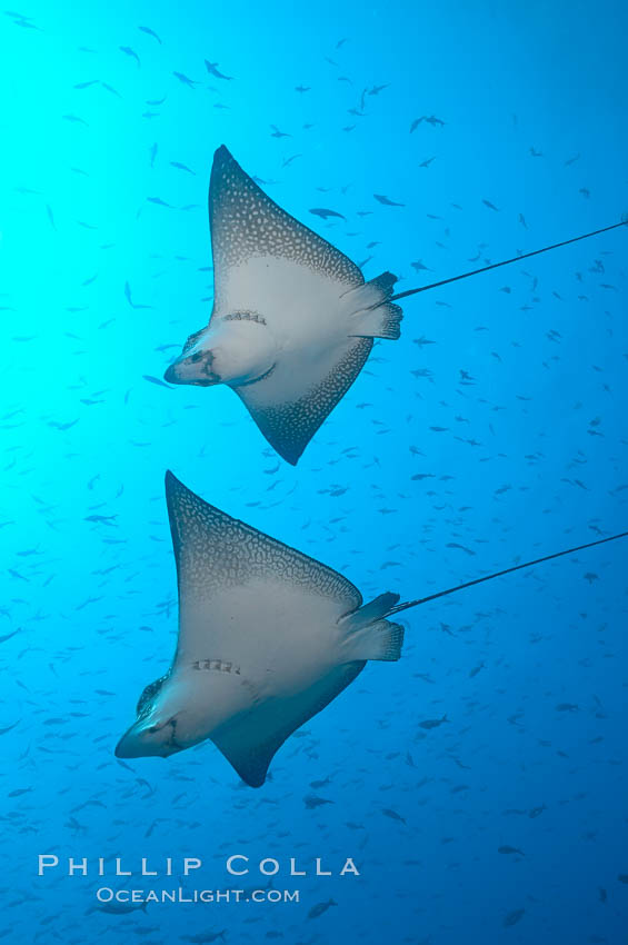 Spotted eagle rays. Wolf Island, Galapagos Islands, Ecuador, Aetobatus narinari, natural history stock photograph, photo id 16343