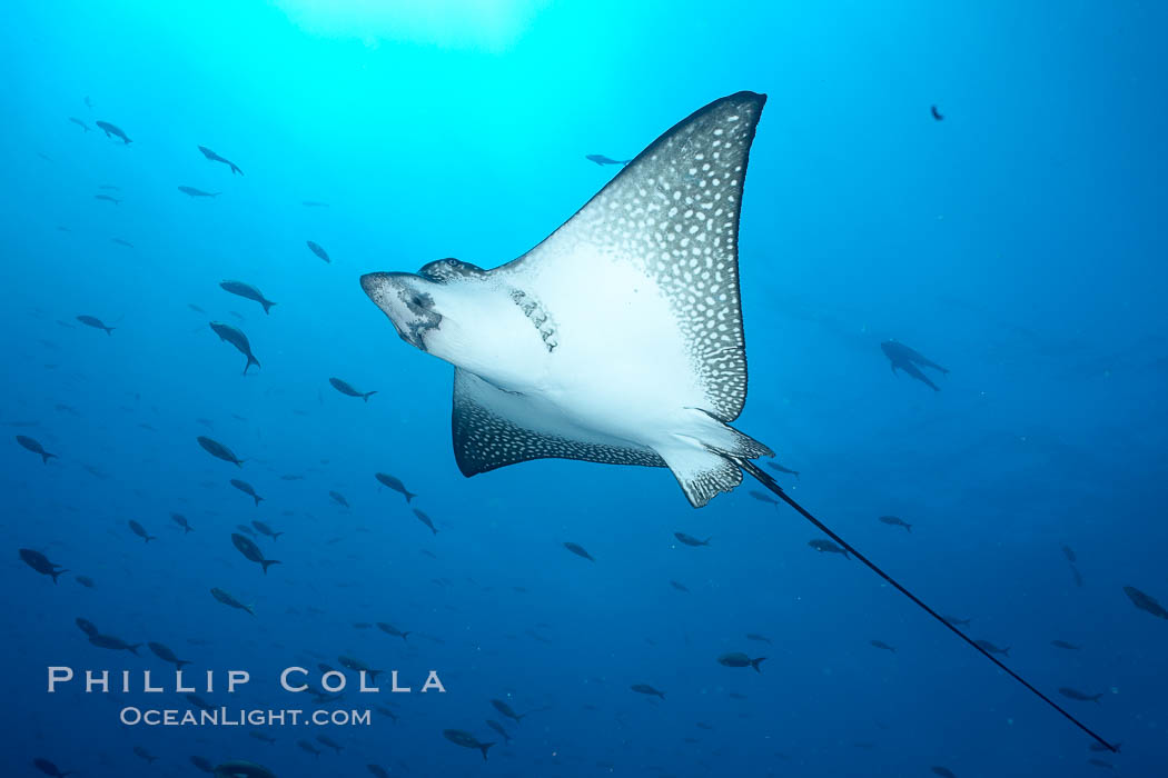 Spotted eagle ray. Wolf Island, Galapagos Islands, Ecuador, Aetobatus narinari, natural history stock photograph, photo id 16329