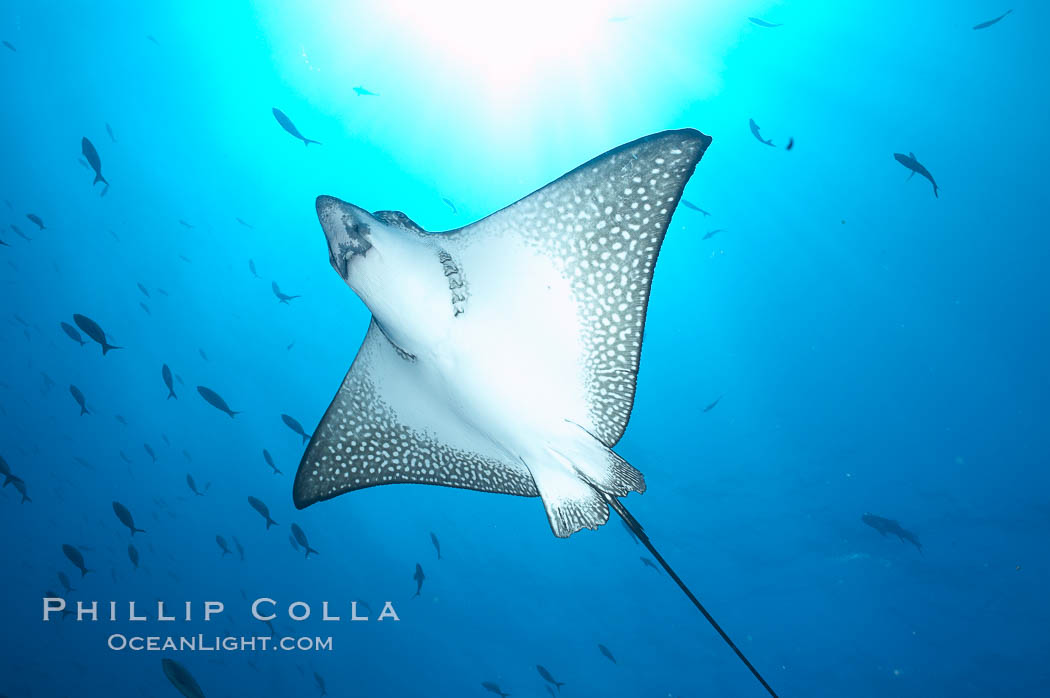 Spotted eagle ray. Wolf Island, Galapagos Islands, Ecuador, Aetobatus narinari, natural history stock photograph, photo id 16337