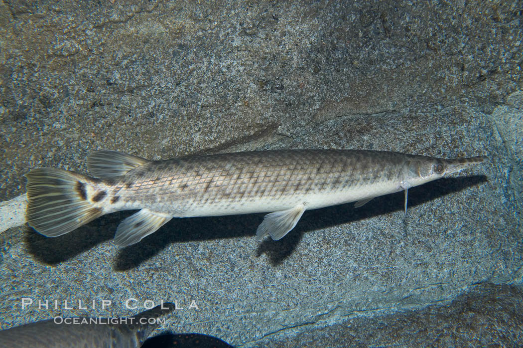 Spotted gar., Lepisosteus oculatus, natural history stock photograph, photo id 14714