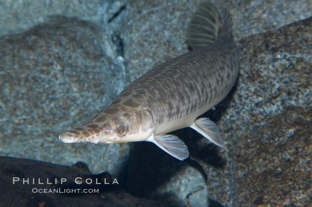 Spotted gar., Lepisosteus oculatus, natural history stock photograph, photo id 14712