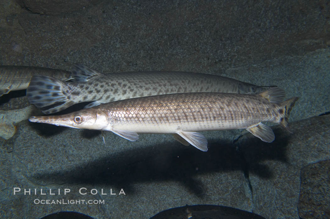 Spotted gar., Lepisosteus oculatus, natural history stock photograph, photo id 14717