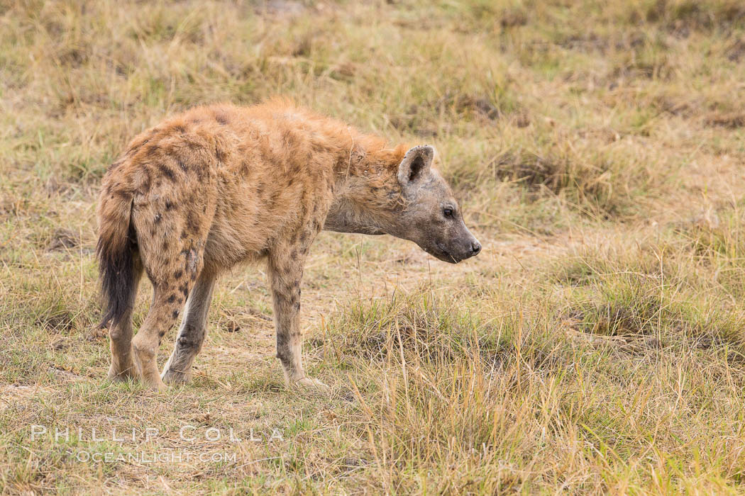 Spotted hyena, Amboseli National Park, Kenya., Crocuta crocuta, natural history stock photograph, photo id 29582