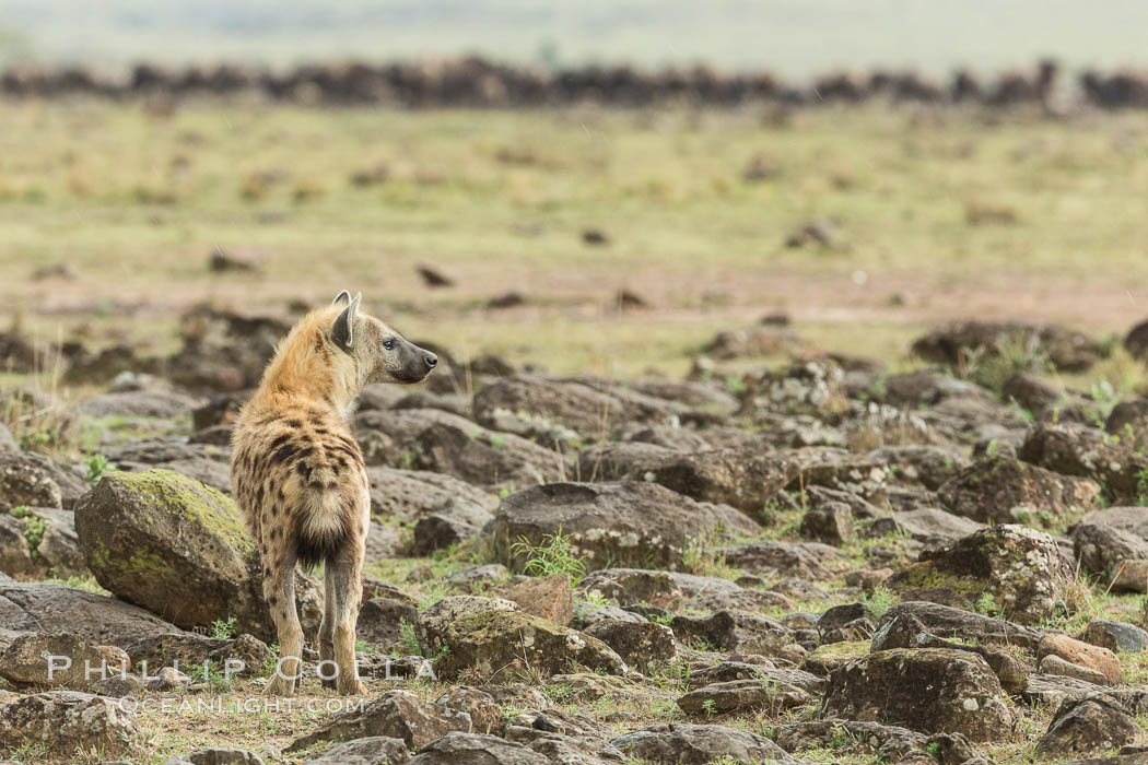 Spotted hyena surveying wildebeest herd, Maasai Mara National Reserve, Kenya., Crocuta crocuta, natural history stock photograph, photo id 29858