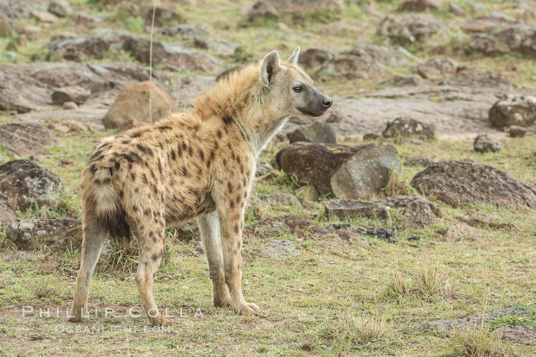 Spotted hyena, Maasai Mara National Reserve, Kenya., Crocuta crocuta, natural history stock photograph, photo id 29856