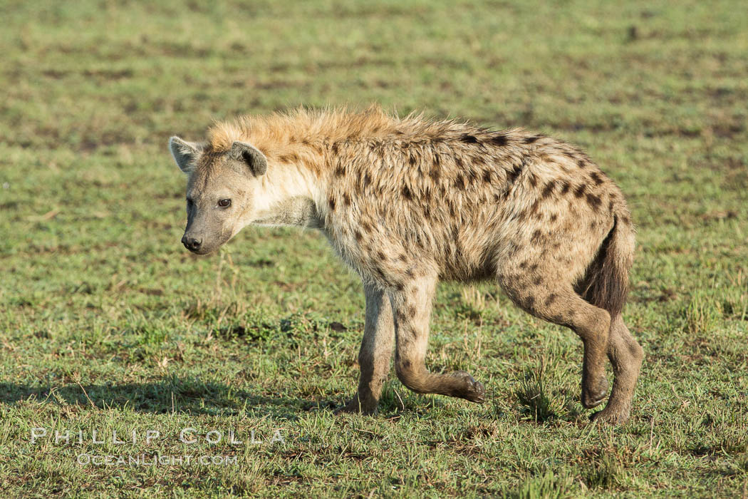 Spotted hyena, Maasai Mara National Reserve, Kenya., Crocuta crocuta, natural history stock photograph, photo id 29887