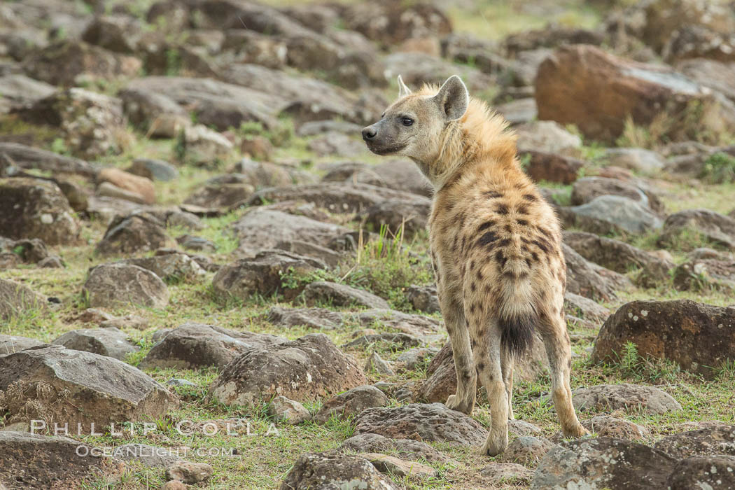 Spotted hyena, Maasai Mara National Reserve, Kenya., Crocuta crocuta, natural history stock photograph, photo id 29857