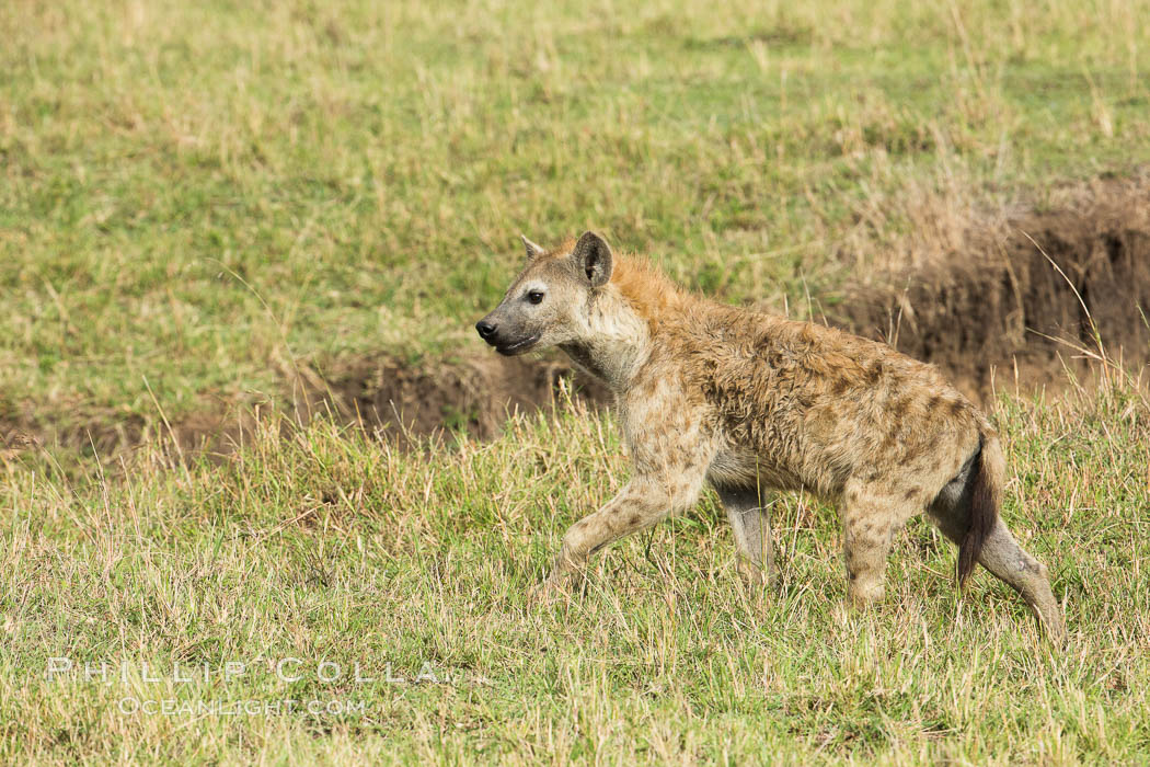 Spotted hyena, Maasai Mara National Reserve, Kenya., Crocuta crocuta, natural history stock photograph, photo id 29965