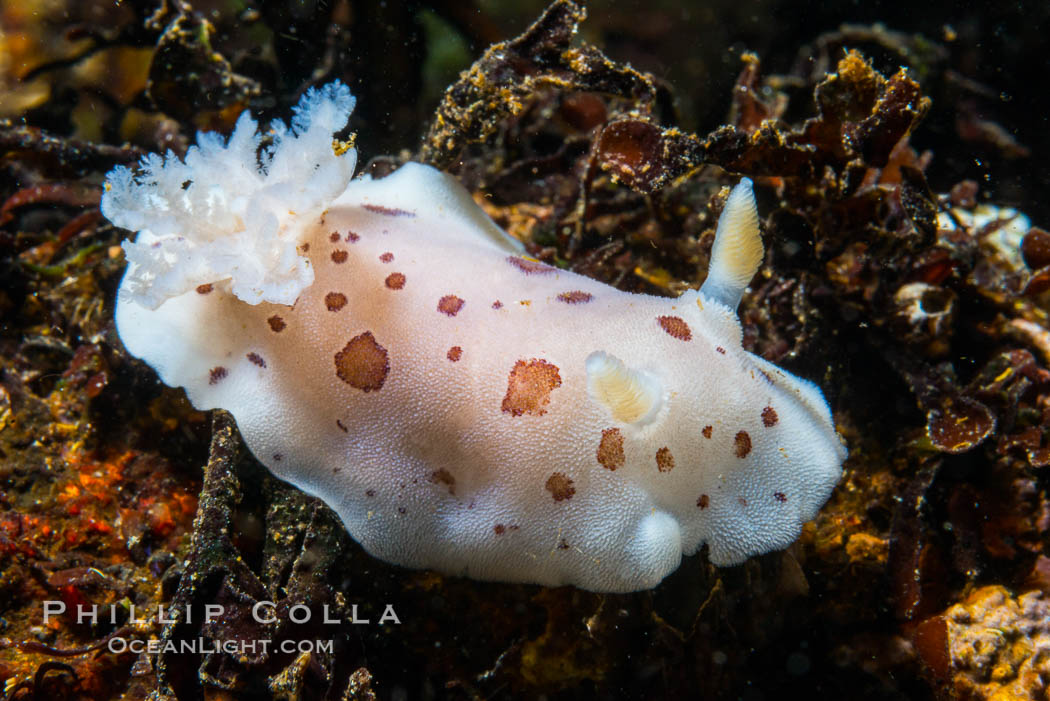 Spotted Leopard Dorid, Diaulula odonoghuei, Vancouver Island. British Columbia, Canada, Diaulula odonoghuei, natural history stock photograph, photo id 34338