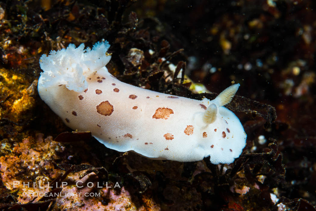 Spotted Leopard Dorid, Diaulula odonoghuei, Vancouver Island. British Columbia, Canada, Diaulula odonoghuei, natural history stock photograph, photo id 34415