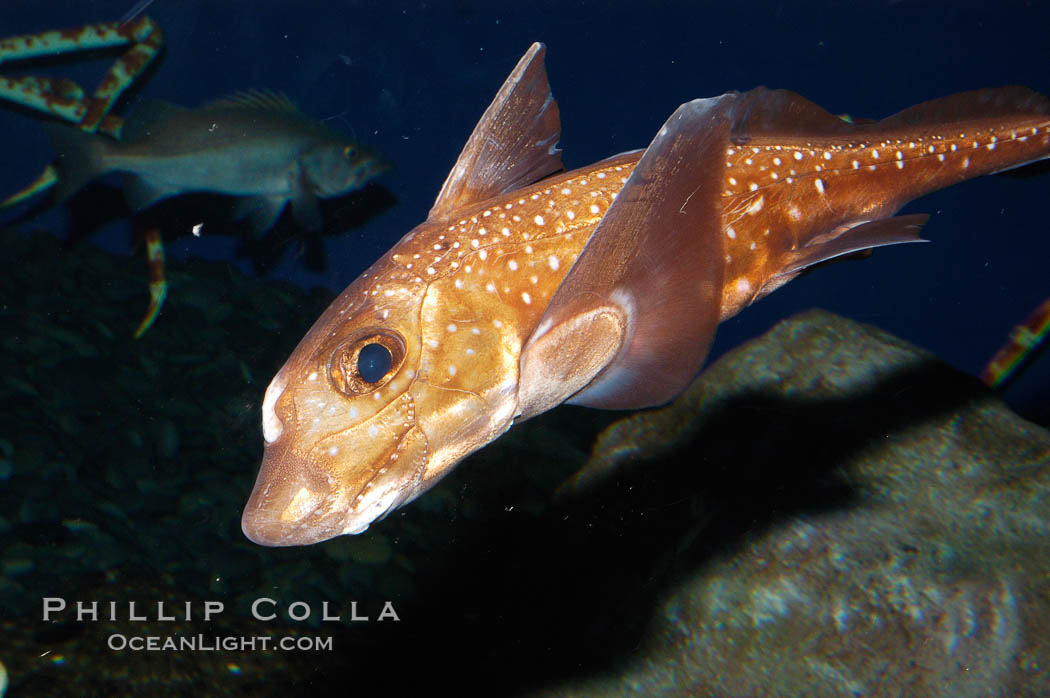 Spotted ratfish., Hydrolagus colliei, natural history stock photograph, photo id 08904