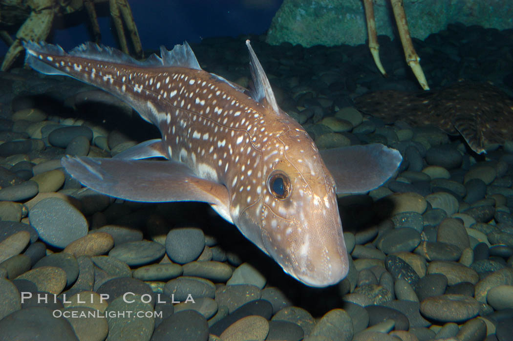 Spotted ratfish., Hydrolagus colliei, natural history stock photograph, photo id 08903