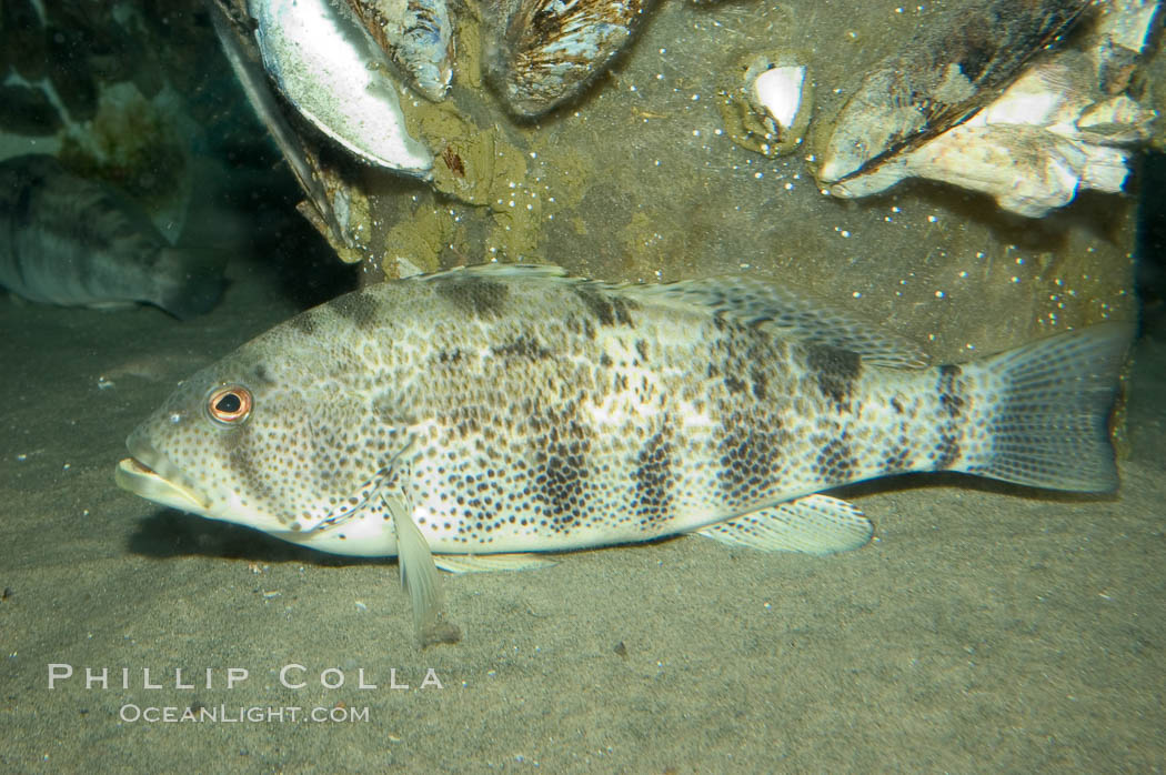 Spotted sandbass., Paralabrax maculatofasciatus, natural history stock photograph, photo id 07934