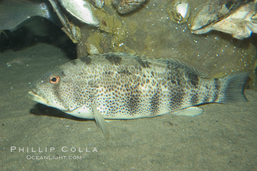 Spotted sandbass., Paralabrax maculatofasciatus, natural history stock photograph, photo id 07935