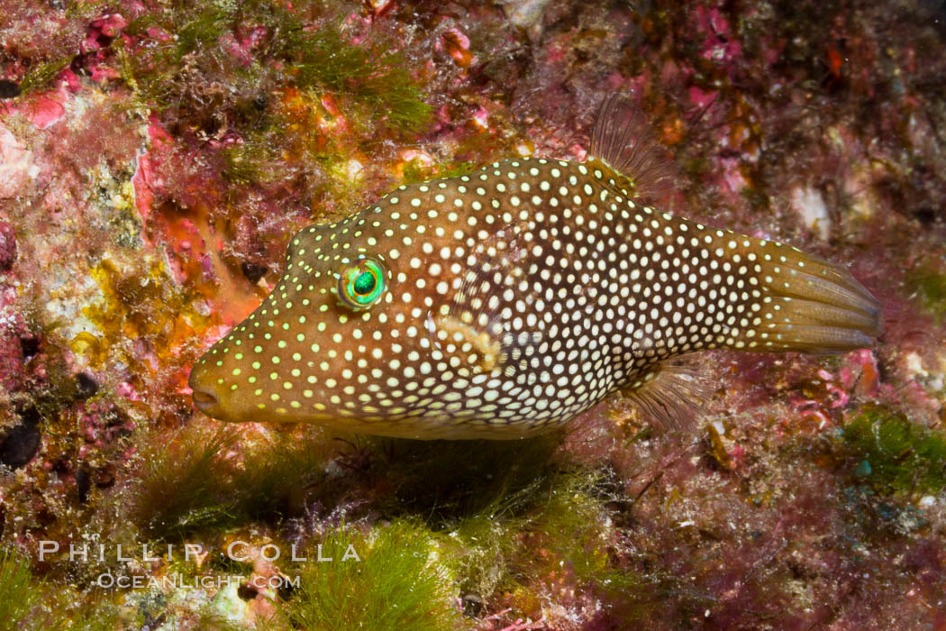 Spotted sharpnose puffer fish, Canthigaster punctatissima, Sea of