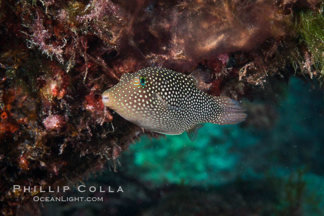 Spotted sharpnose puffer fish, Sea of Cortez, Baja California, Mexico, Canthigaster punctatissima. Isla San Diego, natural history stock photograph, photo id 33546