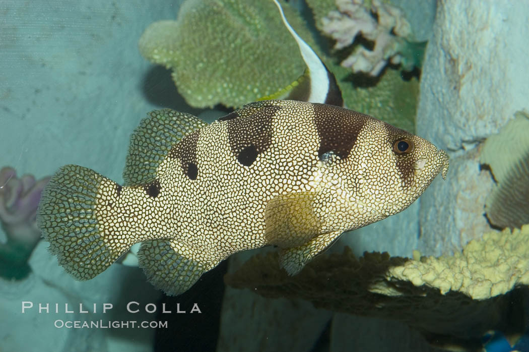 Spotted soapfish., Pogonoperca punctata, natural history stock photograph, photo id 07845