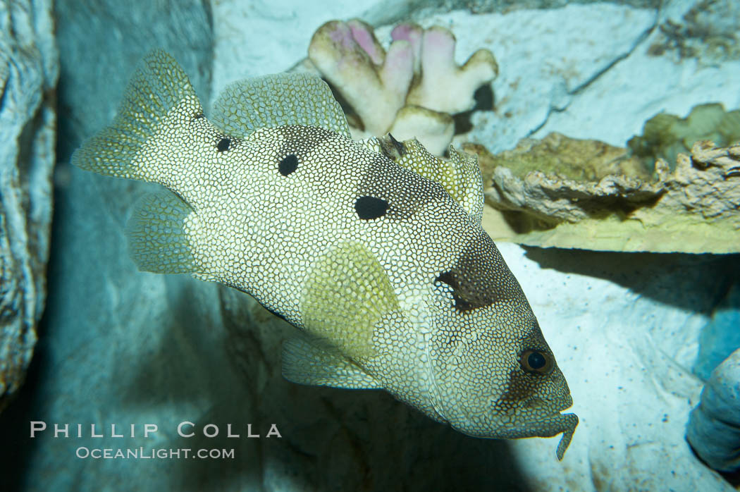 Spotted soapfish., Pogonoperca punctata, natural history stock photograph, photo id 11840