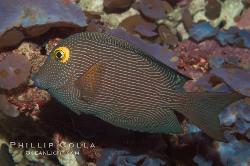 Kole tang (aka, goldring surgeonfish)., Ctenochaetus strigosus, natural history stock photograph, photo id 07826