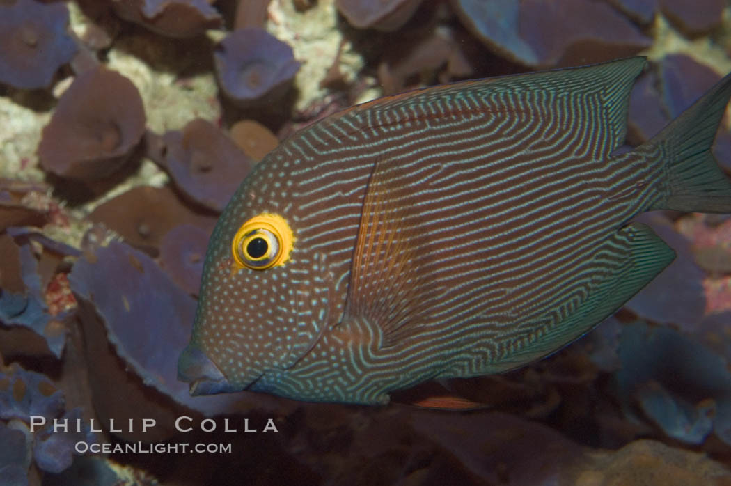 Kole tang (aka, goldring surgeonfish)., Ctenochaetus strigosus, natural history stock photograph, photo id 07828