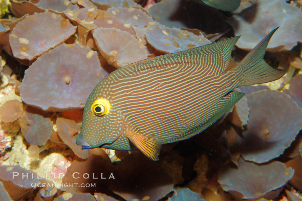 Kole tang (aka, goldring surgeonfish)., Ctenochaetus strigosus, natural history stock photograph, photo id 08673