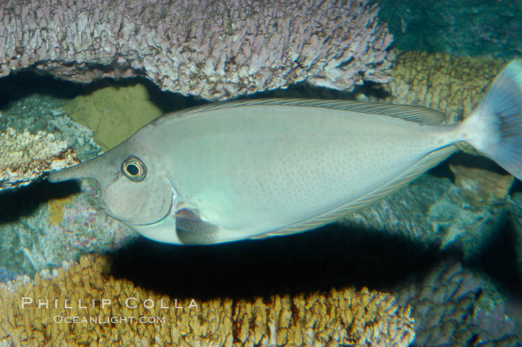 Spotted unicornfish., Naso brevirostris, natural history stock photograph, photo id 08909