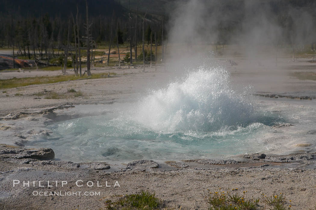 Spouter Geyser erupts a few feet high, lasting for several hours followed by quiet period of a few hours. Black Sand Basin, Yellowstone National Park, Wyoming, USA, natural history stock photograph, photo id 13519