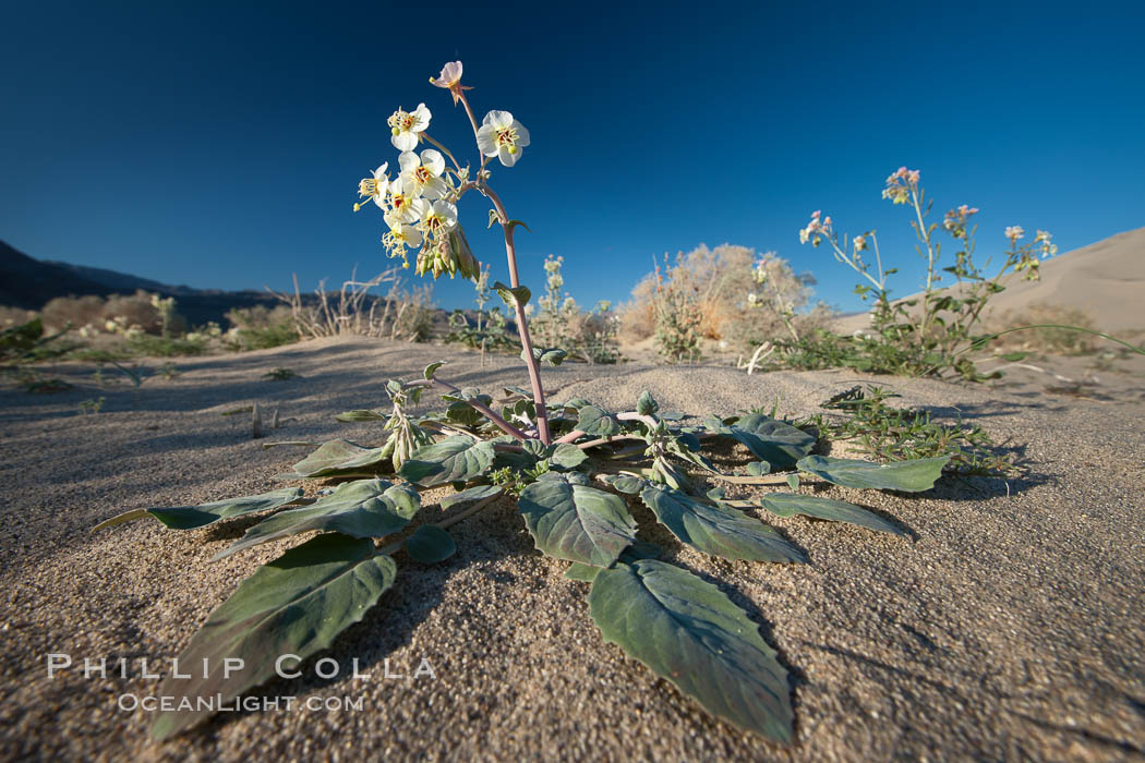 Spring wildflower blooms on the Eureka sand dunes. Eureka Dunes, Death Valley National Park, California, USA, natural history stock photograph, photo id 25342