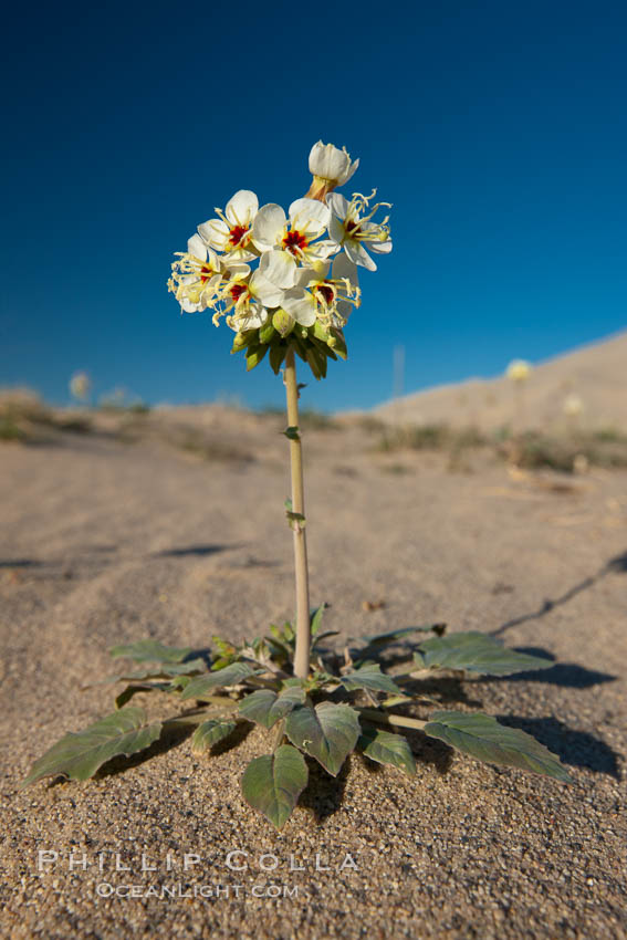 Spring wildflower blooms on the Eureka sand dunes. Eureka Dunes, Death Valley National Park, California, USA, natural history stock photograph, photo id 25245