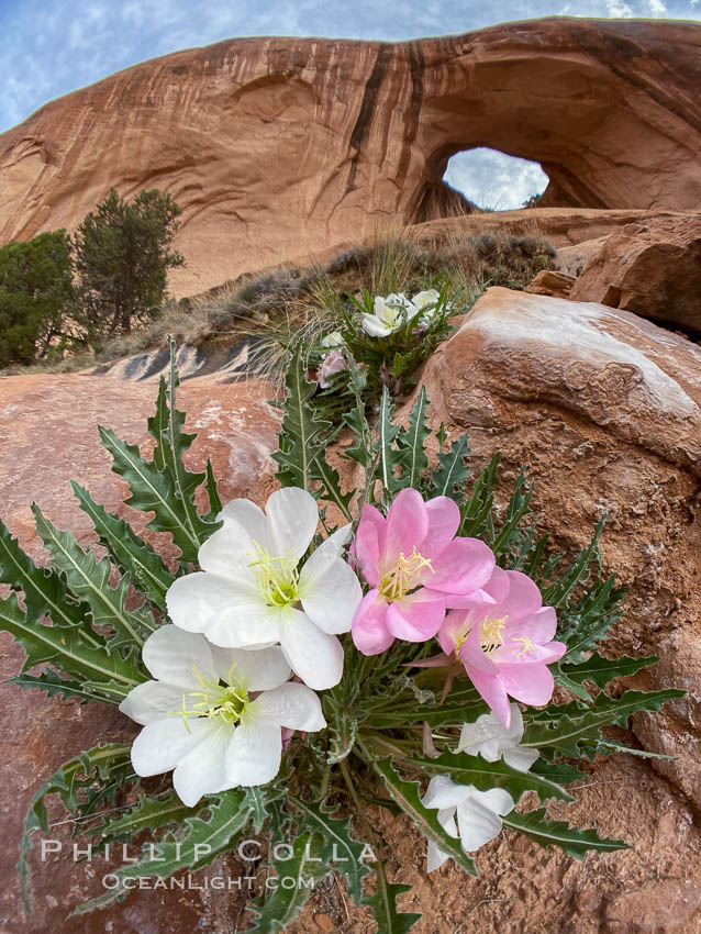 Spring wildflowers below Bowtie Arch, Moab, Utah. USA, natural history stock photograph, photo id 37871