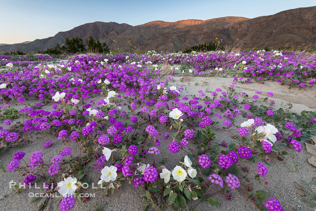 Spring Wildflowers Bloom in an Colorful Bouquet in Anza Borrego Desert State Park. Dune evening primrose (white) is mixed with sand verbena (purple) near Henderson Canyon Road, Spring 2024. Anza-Borrego Desert State Park, Borrego Springs, California, USA, Abronia villosa, natural history stock photograph, photo id 40274