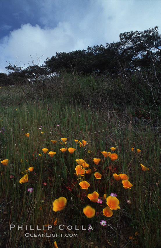 Spring Wildflowers, Torrey Pines State Park. Torrey Pines State Reserve, San Diego, California, USA, natural history stock photograph, photo id 05522