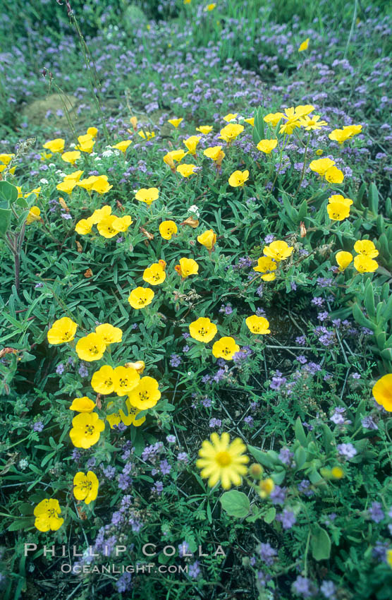 Spring Wildflowers, Torrey Pines State Park. Torrey Pines State Reserve, San Diego, California, USA, natural history stock photograph, photo id 05517