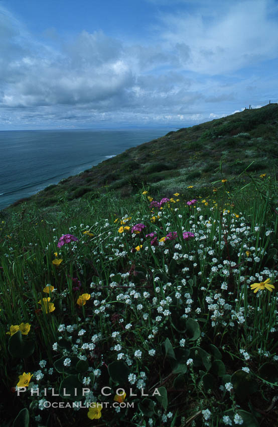 Spring Wildflowers, Torrey Pines State Park. Torrey Pines State Reserve, San Diego, California, USA, natural history stock photograph, photo id 05521