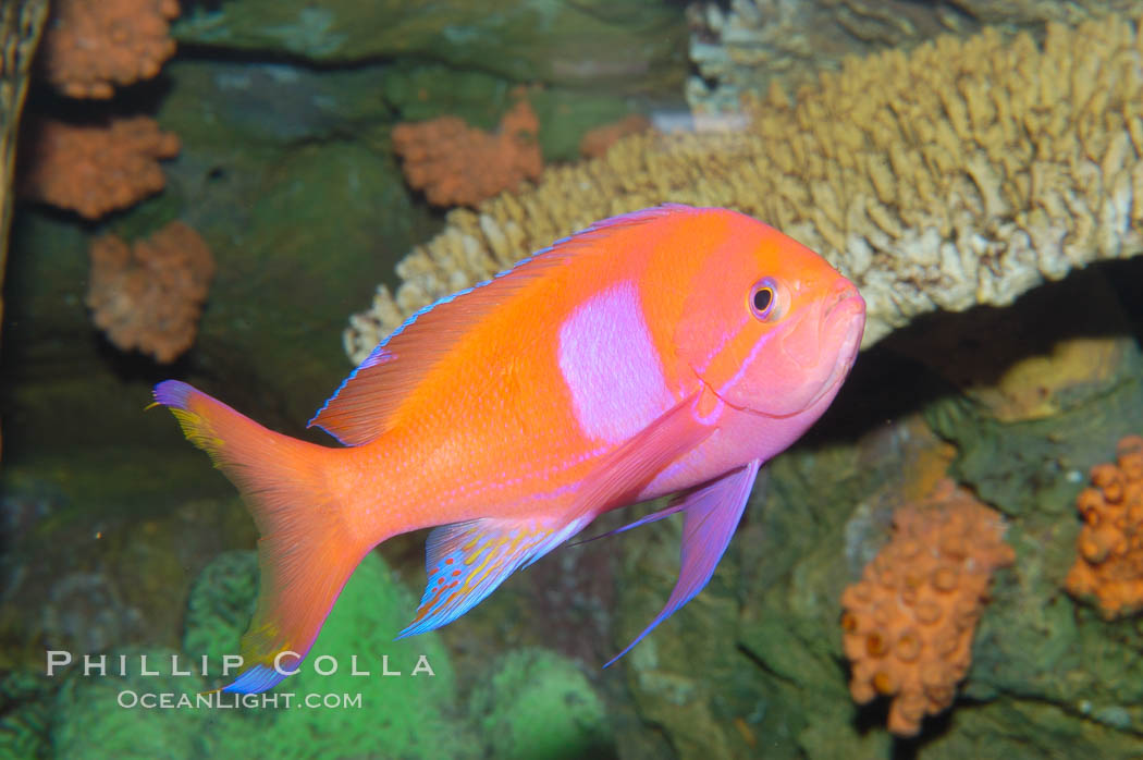 Square-spot fairy basslet, male coloration., Pseudanthias pleurotaenia, natural history stock photograph, photo id 08850