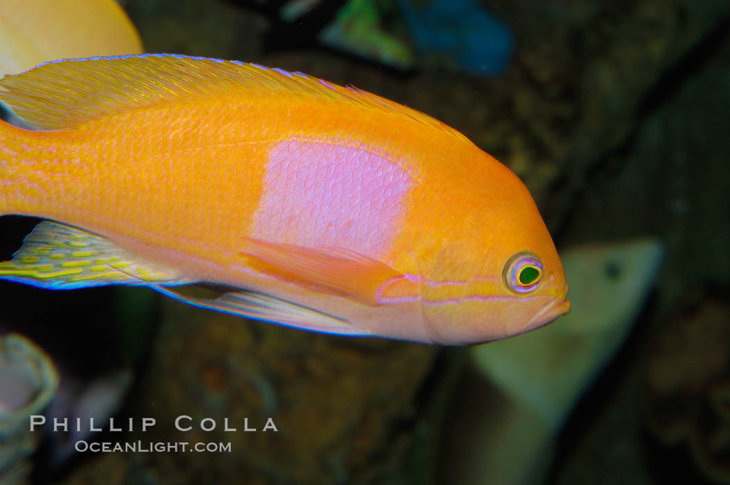 Square-spot fairy basslet, male coloration., Pseudanthias pleurotaenia, natural history stock photograph, photo id 08862