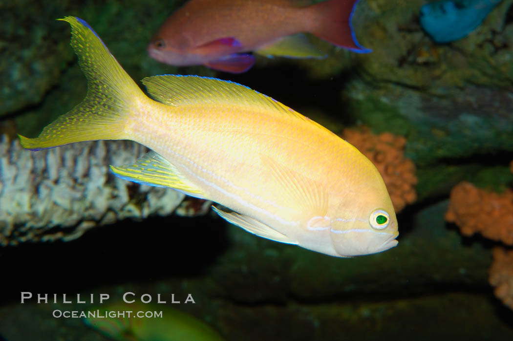 Square-spot fairy basslet, female coloration., Pseudanthias pleurotaenia, natural history stock photograph, photo id 08886