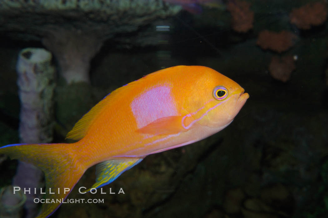 Square-spot fairy basslet, male coloration., Pseudanthias pleurotaenia, natural history stock photograph, photo id 08852