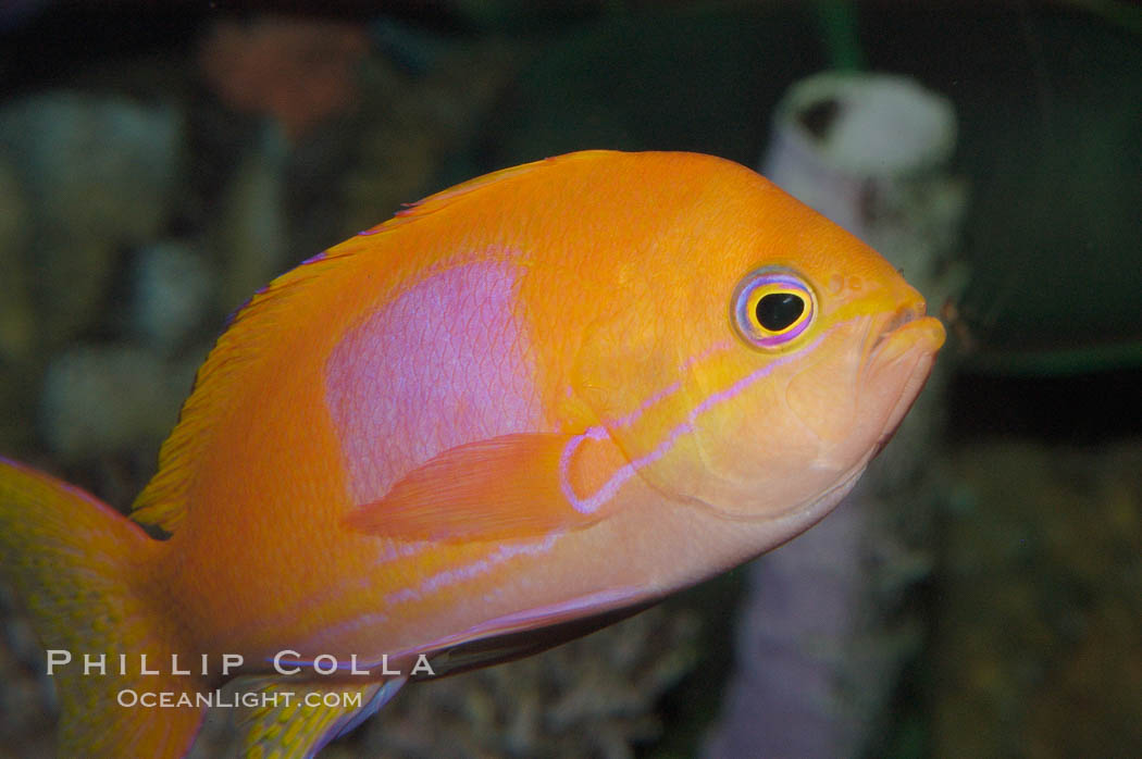 Square-spot fairy basslet, male coloration., Pseudanthias pleurotaenia, natural history stock photograph, photo id 08856