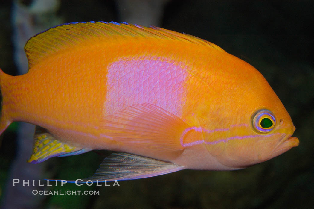 Square-spot fairy basslet, male coloration., Pseudanthias pleurotaenia, natural history stock photograph, photo id 08860