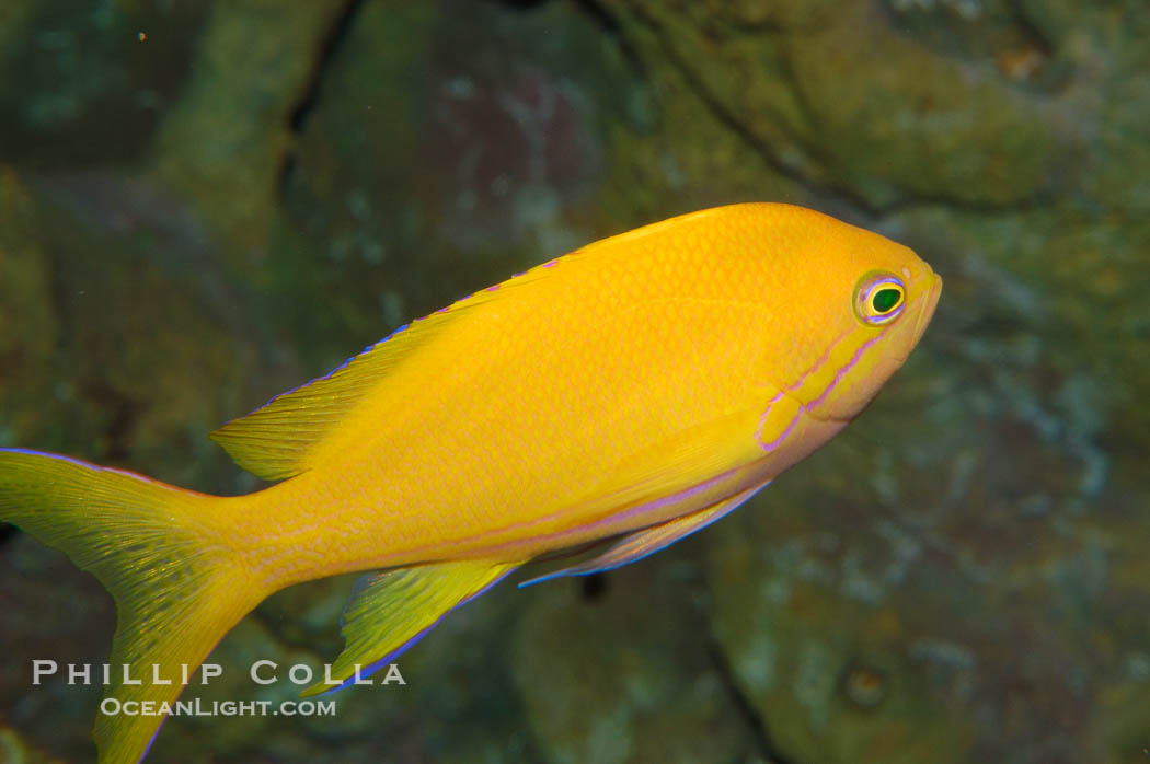 Square-spot fairy basslet, female coloration., Pseudanthias pleurotaenia, natural history stock photograph, photo id 08884