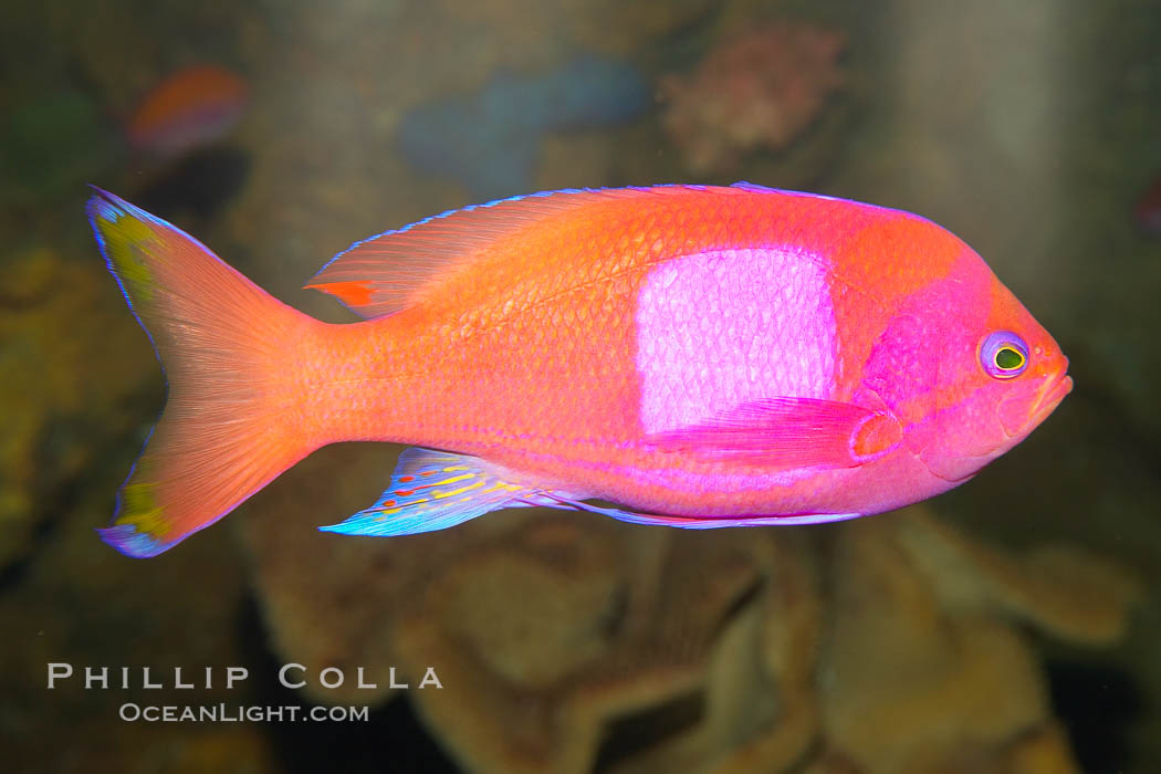 Square-spot fairy basslet, male coloration., Pseudanthias pleurotaenia, natural history stock photograph, photo id 12864